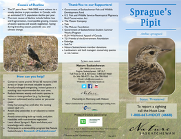 Sprague's Pipit Brochure