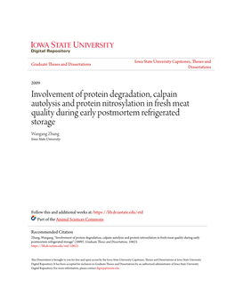 Involvement of Protein Degradation, Calpain Autolysis and Protein