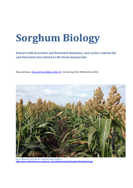 Sorghum Biology