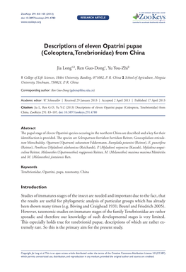 Descriptions of Eleven Opatrini Pupae (Coleoptera, Tenebrionidae) from China