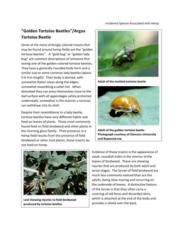 "Golden Tortoise Beetles"/Argus Tortoise Beetle