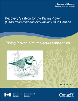 Piping Plover (Charadrius Melodus Circumcinctus) in Canada