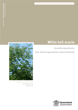 White Ball Acacia