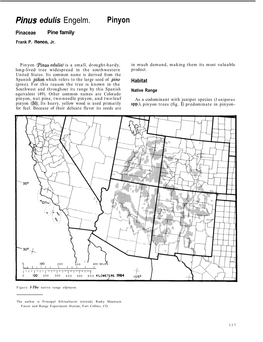 Pinus Edulis Engelm. Pinyon