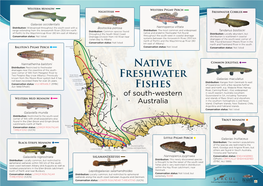 Native Freshwater Fishes of South-Western Australia