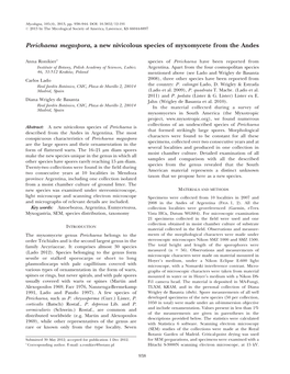 Perichaena Megaspora, a New Nivicolous Species of Myxomycete from the Andes