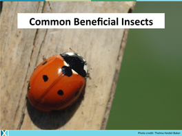 Common Beneficial Insects