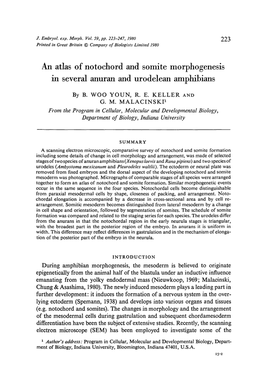 An Atlas of Notochord and Somite Morphogenesis in Several Anuran and Urodelean Amphibians