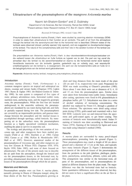 Ultrastructure of the Pneumatophores of the Mangrove a Vicennia Marina