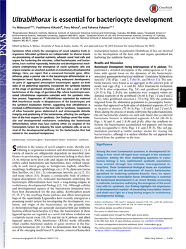 Ultrabithorax Is Essential for Bacteriocyte Development