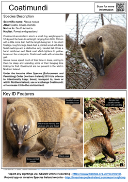 Coatimundi – Nasua Nasua