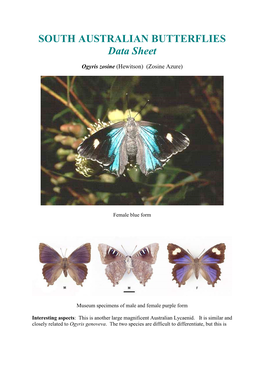 SOUTH AUSTRALIAN BUTTERFLIES Data Sheet