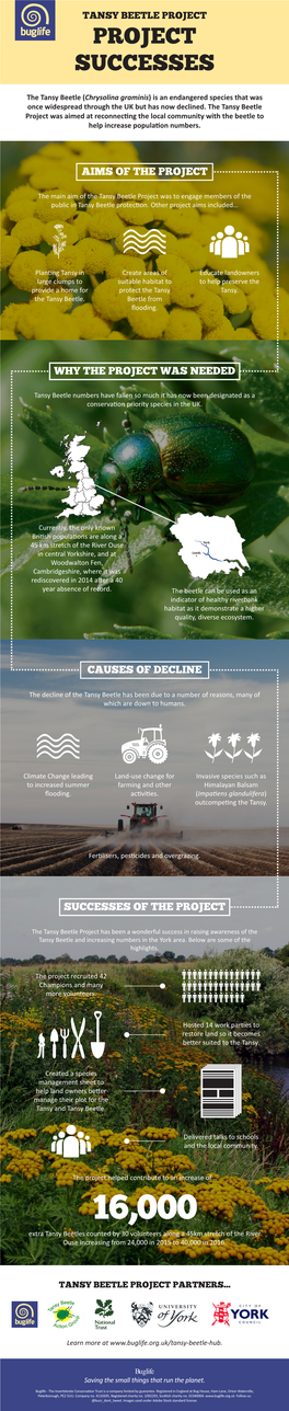 Tansy Beetle Infographic