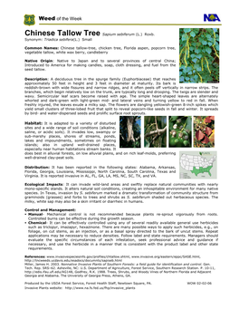 Chinese Tallow Tree Sapium Sebiferum (L.) Roxb