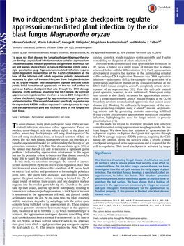 Two Independent S-Phase Checkpoints Regulate Appressorium-Mediated Plant Infection by the Rice Blast Fungus Magnaporthe Oryzae