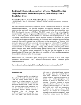 Positional Cloning of Cobblestone, a Mouse Mutant Showing Major Defects in Brain Development, Identifies Ift88 As a Candidate Gene