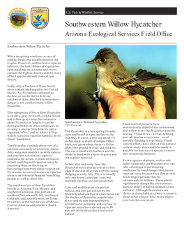 Southwestern Willow Flycatcher Arizona Ecological Services Field Office