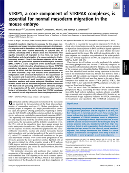 STRIP1, a Core Component of STRIPAK Complexes, Is PNAS PLUS Essential for Normal Mesoderm Migration in the Mouse Embryo