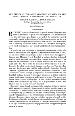 The Effect of the Gene Abdomen Rotatum on the Development of Drosophila Melanogaster