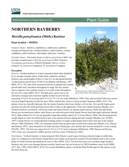 Northern Bayberry (Morella Pensylvanica) Plant Guide