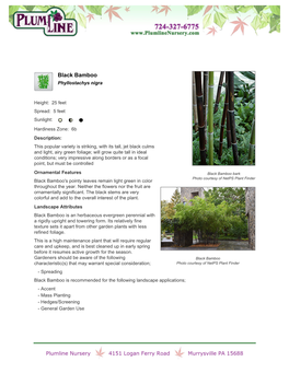 Plumline Nursery Black Bamboo