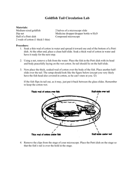 Goldfish Tail Circulation Lab