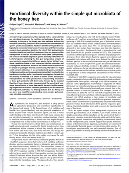 Functional Diversity Within the Simple Gut Microbiota of the Honey Bee