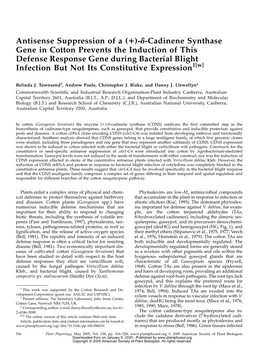 Antisense Suppression of a (+)-D-Cadinene Synthase Gene In