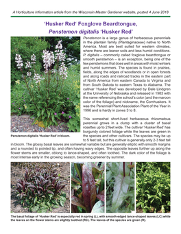 'Husker Red' Foxglove Beardtongue