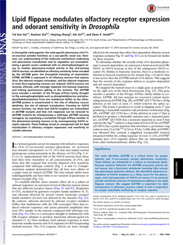 Lipid Flippase Modulates Olfactory Receptor Expression and Odorant Sensitivity in Drosophila