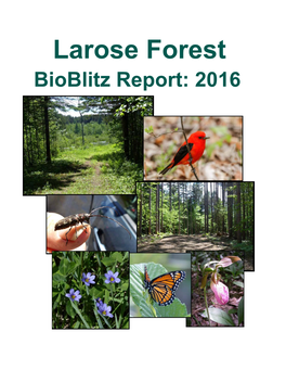 Larose Forest Bioblitz Report: 2016