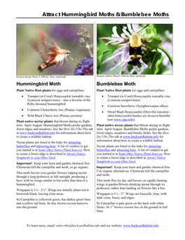 Attract Hummingbird Moths & Bumblebee Moths