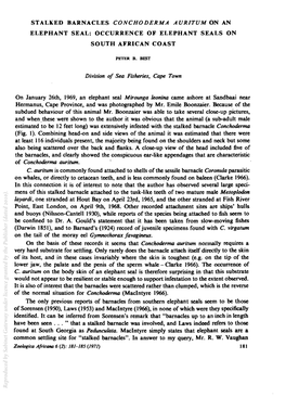 STALKED BARNACLES CONCHODERMA AURITUM on an ELEPHANT SEAL: OCCURRENCE of ELEPHANT SEALS on SOUTH AFRICAN COAST Division of Seq F