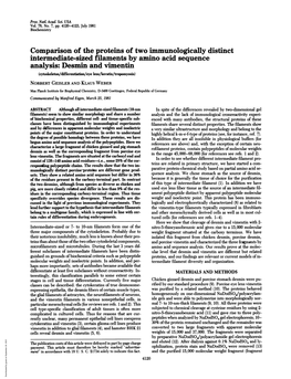 Desmin and Vimentin