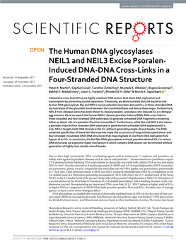 The Human DNA Glycosylases NEIL1 and NEIL3 Excise Psoralen