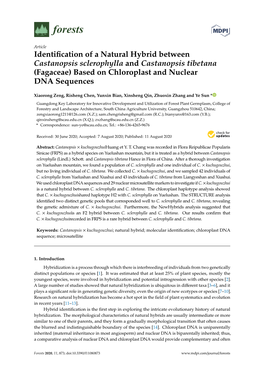 Identification of a Natural Hybrid Between Castanopsis Sclerophylla