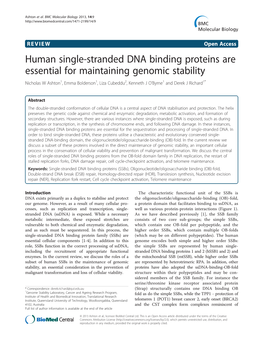 Human Single-Stranded DNA Binding Proteins Are Essential For