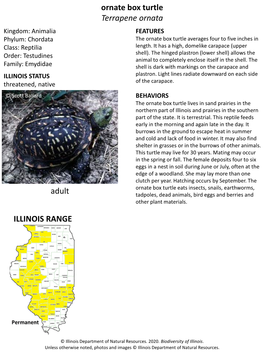 Ornate Box Turtle Terrapene Ornata ILLINOIS RANGE Adult