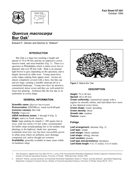 Quercus Macrocarpa Bur Oak1 Edward F