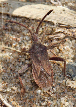 Los Coreidos, Ligeidos, Berítidos Y Tíngidos (Hemiptera, Heteroptera: Coreidae, Lygaeidae, Berytidae Y Tingidae)