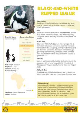 B&W Ruffed Lemur