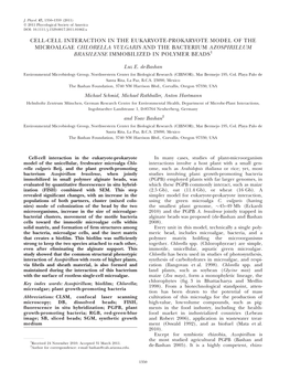 Cell-Cell Interaction in the Eukaryote-Prokaryote Model of the Microalgae Chlorella Vulgaris and the Bacterium Azospirillum Brasilense Immobilized in Polymer Beads1