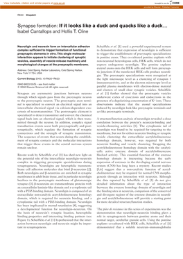 Synapse Formation: If It Looks Like a Duck and Quacks Like a Duck… Isabel Cantallops and Hollis T