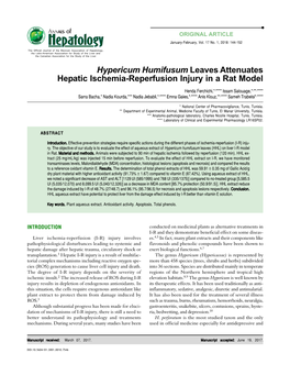 Hypericum Humifusum Leaves Attenuates Hepatic Ischemia-Reperfusion Injury in a Rat Model