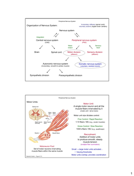 Nervous System Central Nervous System Peripheral Nervous System