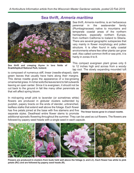 Sea Thrift, Armeria Maritima