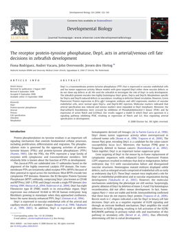 The Receptor Protein-Tyrosine Phosphatase, Dep1, Acts in Arterial/Venous Cell Fate Decisions in Zebraﬁsh Development