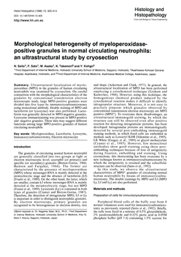 Positive Granules in Normal Circulating Neutrophils: an Ultrastructural Study by Cryosection