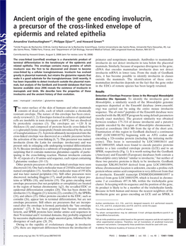 Ancient Origin of the Gene Encoding Involucrin, a Precursor of the Cross-Linked Envelope of Epidermis and Related Epithelia