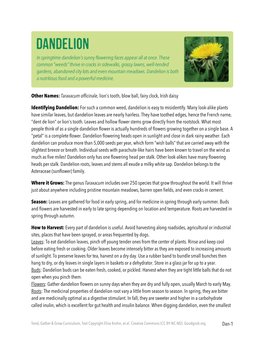 Dandelion: for Such a Common Weed, Dandelion Is Easy to Misidentify